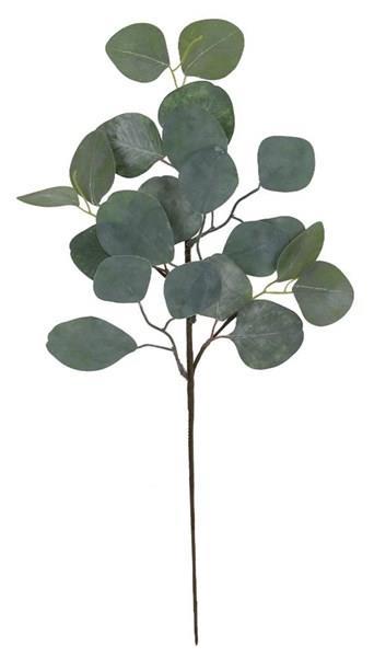 Silver Dollar Eucalyptus Stem