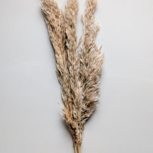 Feathered Dried Reed